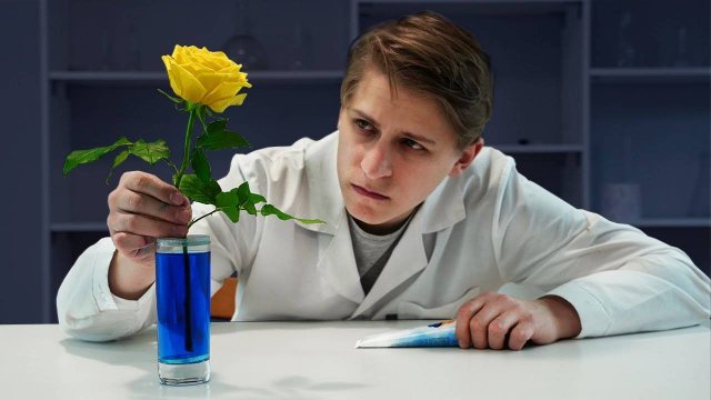 В ЗЕЛЕНЫЙ ИЛИ ГОЛУБОЙ ЦВЕТ ОКРАСИТСЯ ЖЕЛТАЯ РОЗА, ПЬЮЩАЯ СИНЮЮ ВОДУ？