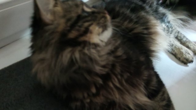Котик играется