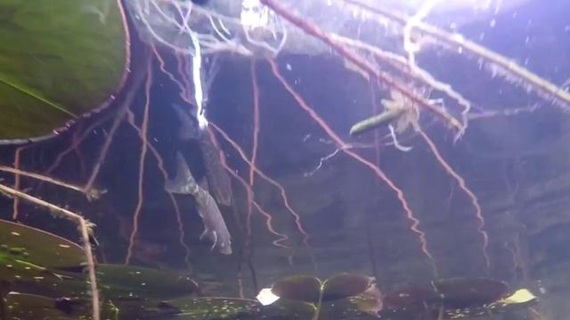 Лесное озеро. Музыка Сергея Чекалина