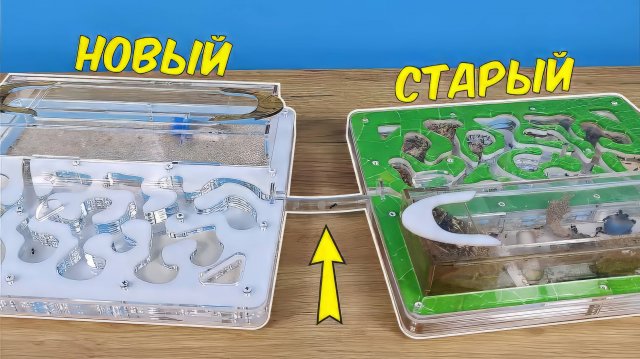 Переселение муравьев в новый формикарий! Что-то пошло не так