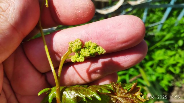 Как заставить плодоносить холостые побеги винограда, пробуждение летней почки