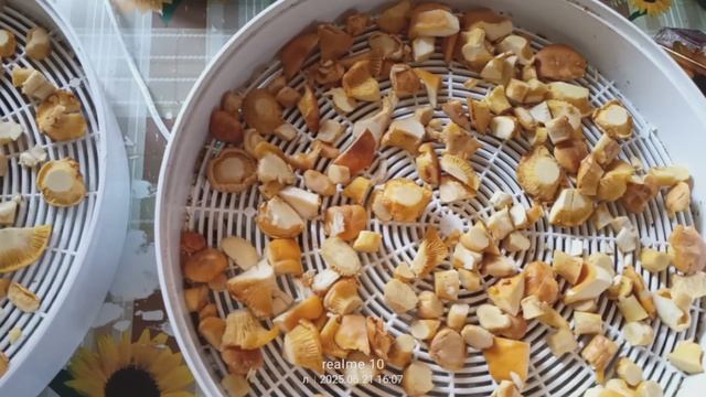 Как сушить свежие грибы лисички в  электрическом сушителе "Ветерок".