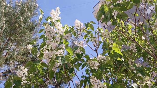 LILAC CYRINGA L СИРЕНЬ симметрии красоты жизнь ПЧЕЛЫ -дорога цветов