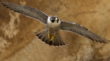 Discovery: Природа Ближнего Востока / Wildest Middle East 2 серия «Египет - Выживающие в пустыне»