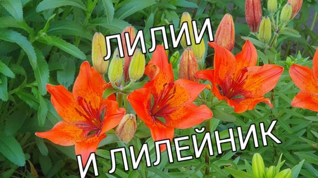 Цветы символизирующие успех