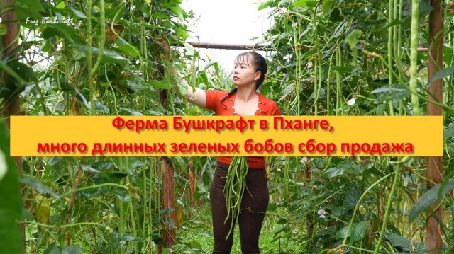 Ферма Бушкрафт в Пханге, много длинных зеленых бобов сбор продажа