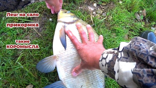 Рыбалка на Леща в Июне на Оке. Эта снасть Ловит Леща!