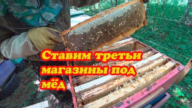 СТАВИМ ТРЕТЬИ МАГАЗИНЫ ПОД МЁД НА ТОЧКЕ №1, ИНФОРМАЦИЯ ПО МАТКАМ.