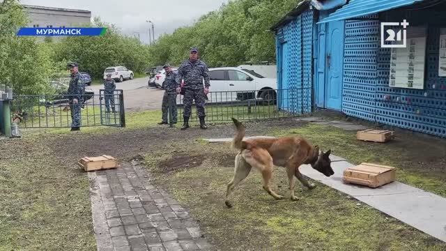 В ЗАПОЛЯРЬЕ ОТМЕТИЛИ ДЕНЬ КИНОЛОГА