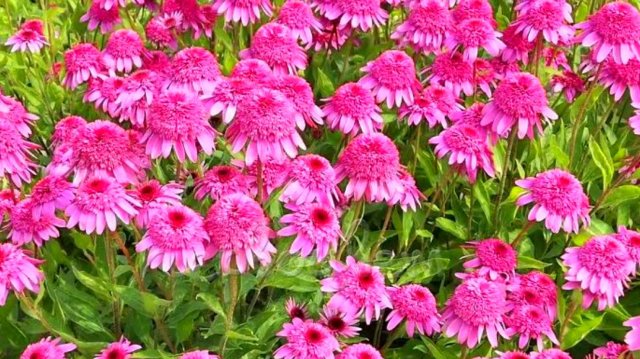 Самые красивые долгоцветущие многолетники, которые стоит посадить в саду!