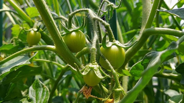 Вторая подкормка томатов во время завязывания плодов