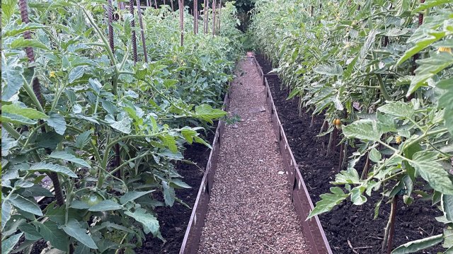 ДОЖДИ ПРОЛИВНЫЕ! Чем подкормить томаты и обработать