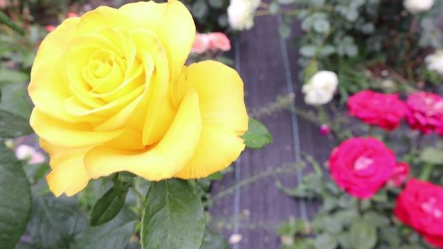 Обзор цветущих роз с названиями сортов 21 июня 2025 года, Крым, Россия. Продолжение.