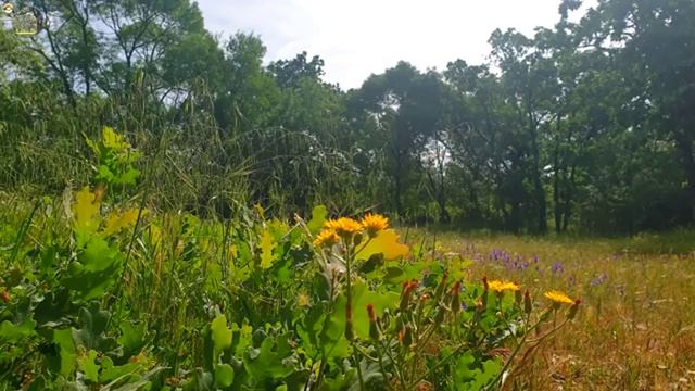 🌻 Лесная терапия с целебными частотами