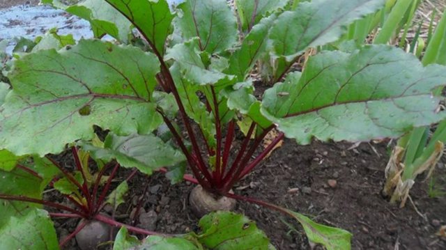 Чем подкормить свеклу в июле