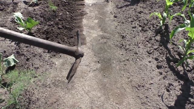 Поправляю  грядки