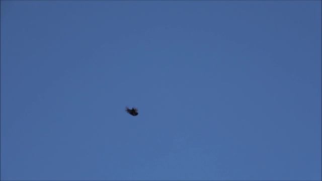 Голуби серпастые 26 и 27 06 вечерком.