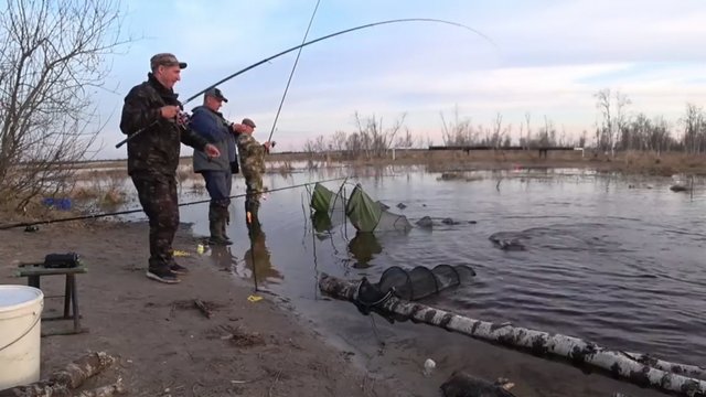 60 кг РЫБЫ за 4 часа с БОЛОТА! БЕШЕНЫЙ  КЛЕВ ЯЗЕЙ НА ГОЛЫЙ КРЮЧОК! НАРВАЛИСЬ НА ХОД РЫБЫ С ТРУБЫ!🐬?