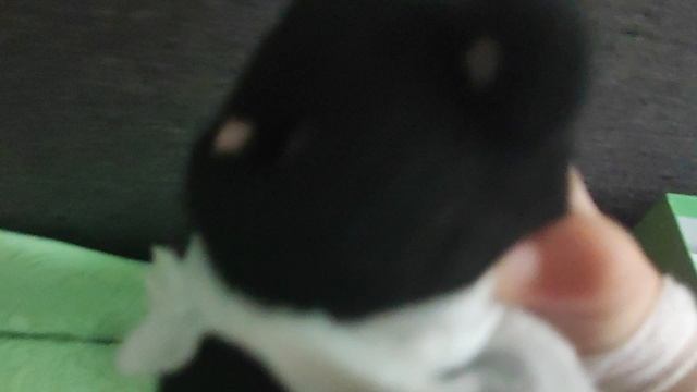 Игры с кошками под музыку