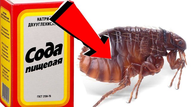 Как избавиться от блох в доме За 3 минуты!.
