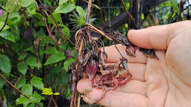 Месяц ливней... Кто гниет, а кто справляется? Обзор сада.