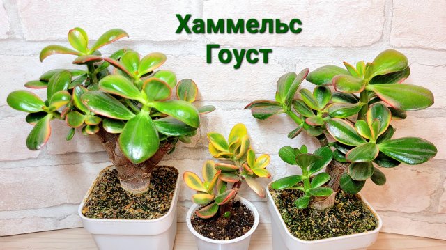 Крассула Хаммельс Гоуст. Описание сорта.