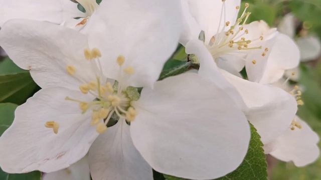 сакура яблони симметрии красоты city🏙️🌃🖼️SKETHES spring PARK🏞️🌄🏞️ГОРОДСКИЕ зарисовки в природе