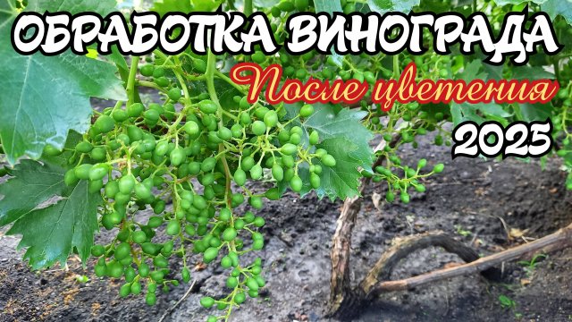 ОБРАБОТКА винограда ПОСЛЕ ЦВЕТЕНИЯ. 2025 год.