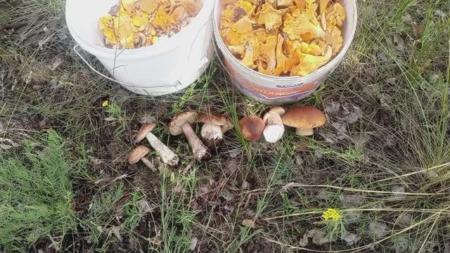 Лес полон Лисичек и Белых!! Грибы#2025