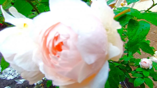 РОЗЫ- симметрии красоты -жизнь ПЧЕЛЫ -дорога цветов о