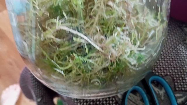 Клоны растений. Как правильно адаптировать клоны растений