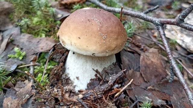 ЛУЧШИЙ ПОХОД ПО ГРИБЫ! Июль 2025