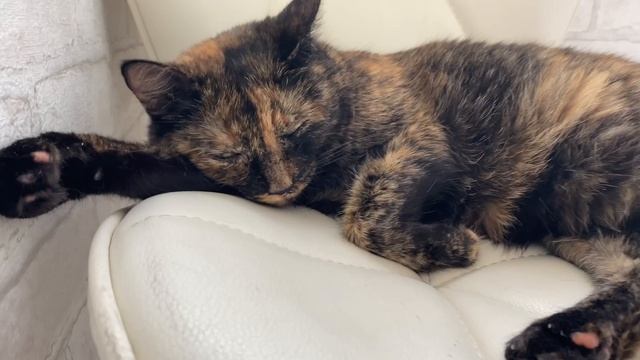 Смешная кошка