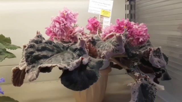 #59.Москва.Выставка фиалок/в доме фиалки/ Новинки.