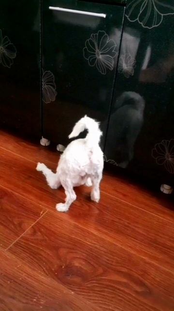 Толстый жопка😄