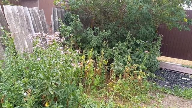 Чудо- цветок. Нужно к врачу.