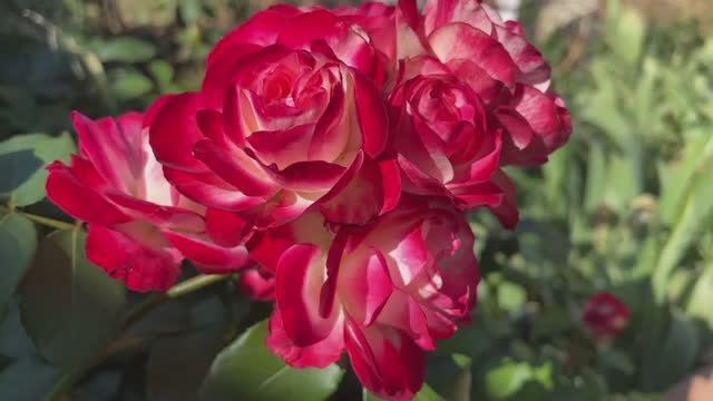 Наш крымский участок в июле Часть 2