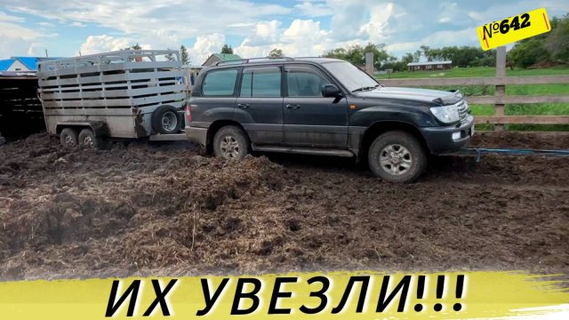 СДАЛИ 4 БЫКА. СКОЛЬКО ЗАРАБОТАЛИ ДЕНЕГ. Жизнь и будни Омской деревни.