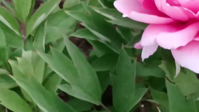 ПИОНЫ древовидные симметрии красоты жизнь ПЧЕЛЫ -дорога цветов, ПИОНЫ2