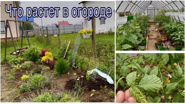 Делаю красоту. Что растет у меня в огороде. Обзор моего огорода