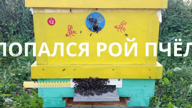 Попался рой пчел 5 июля, работа на пасеке продолжается.