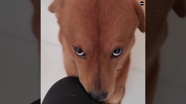 собакичи