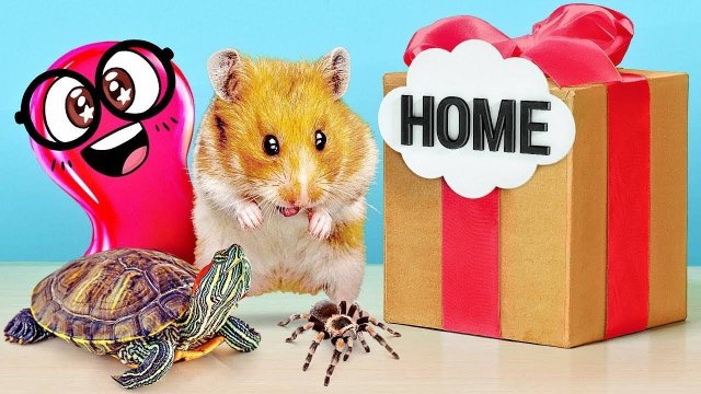 Строим классные дома для хомяка, паука и черепахи! 🐹🕷️🐢