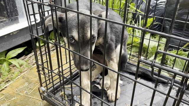 В воскресенье мы бесплатно простерилизовали более 50 бездомышей