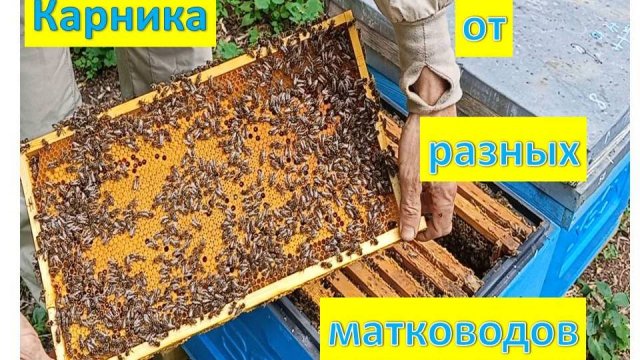 Сравнение работы пчеломаток ф1 различных линий