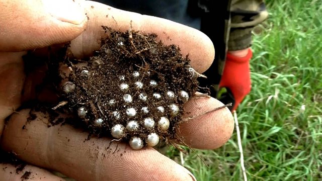 Монетообильный фундамент и редкое серебро СССР.