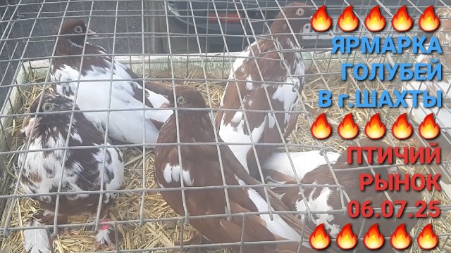 🔥🔥🔥 06.08.25. Птичий рынок в г.Шахты. Сборная ярмарка голубей. Pigeons Fair. Bird Market.