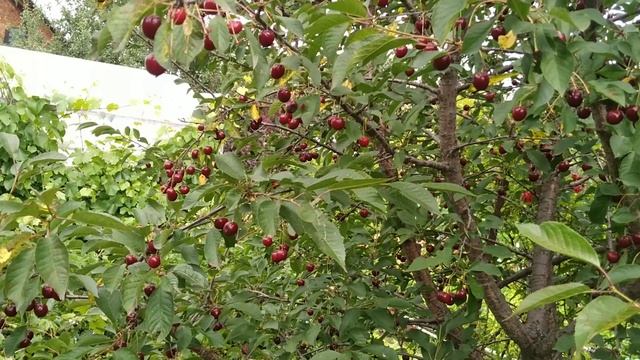 Июль 25го. Первый разведчик.