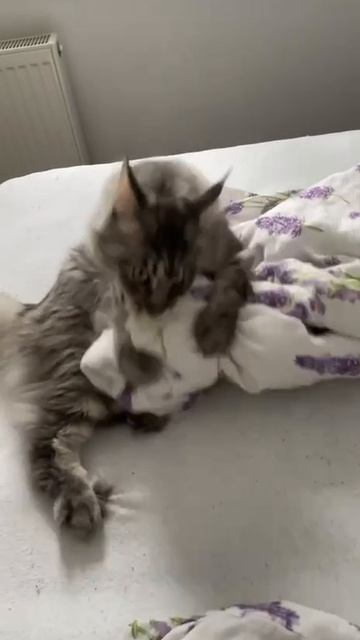 Аццкий котэ 2