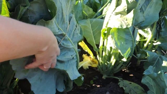 Не Завязываются Кочаны на цветной капусте ,что Делать? Секрет Отличного Урожая (Архив 2018 г)